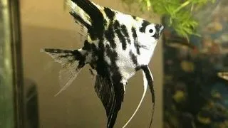 Pterophyllum scalare platinum dalmatin