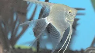 Pterophyllum scalare marble diamond XL