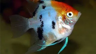 Pterophyllum scalare red cap diamond