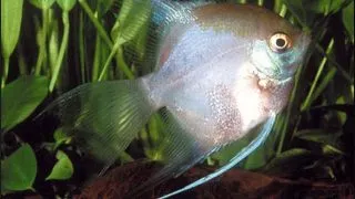 Pterophyllum scalare ghost