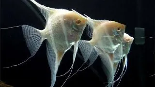 Pterophyllum scalare Rio Jappura Albino