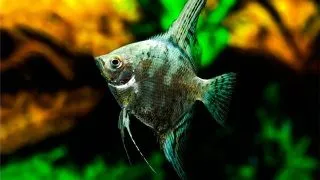 Scalari Pterophyllum scalare green