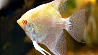 Pterophyllum scalare zebra albino