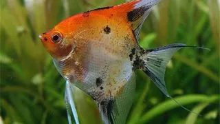 Pterophyllum scalare red devil