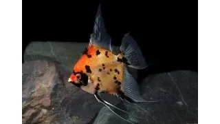 Pterophyllum scalare koi full orange