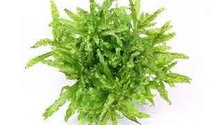 Planta acvariu Dennerle Pogostemon Helferi
