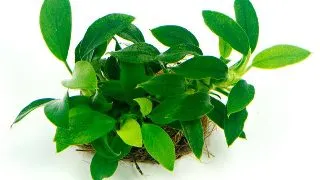 Dennerle Anubias Barteri nana Bonsai