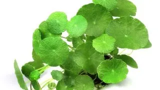 Dennerle Hydrocotyle verticillata
