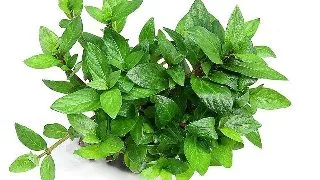 Dennerle Staurogyne Repens