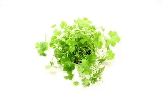 Dennerle Hydrocotyle tripartita