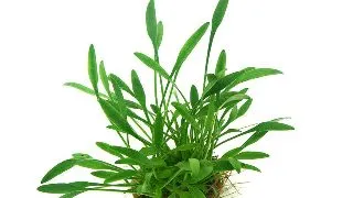 Dennerle Cryptocoryne Parva