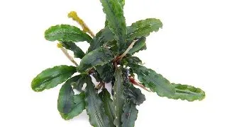 Dennerle Bucephalandra pygmaea 'Bukit Kelam'