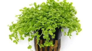 Dennerle Micranthemum spec Monte Carlo