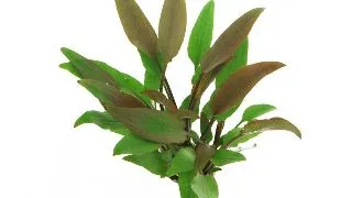 Dennerle Cryptocoryne Lutea