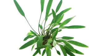 Dennerle Cryptocoryne Lucens