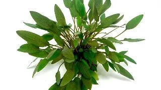 Dennerle Cryptocoryne wendtii Compact