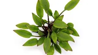 Dennerle Cryptocoryne lutea Hobbit