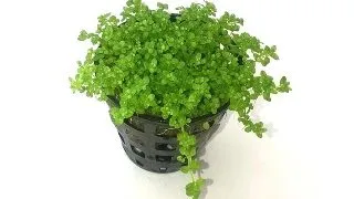 Planta acvariu Stoffels Hemianthus Callitrichoides