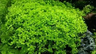 Planta acvariu Micranthemum sp. Monte Carlo in vitro Tropica