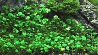 Planta acvariu Marsilea Hirsuta in vitro Tropica