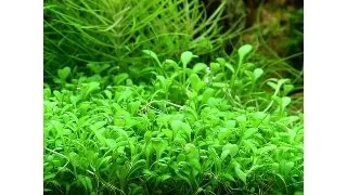 Planta acvariu Glossostigma Elatinoides in vitro Tropica