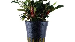 Planta acvariu Bucephalandra sp Red Tropica