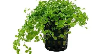 Planta acvariu Micranthemum Tweediei Monte Carlo Tropica