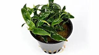 Planta acvariu Stoffels Anubias nana Pangolino
