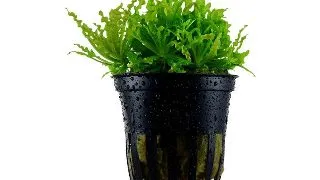 Planta acvariu Pogostemon Helferi Stoffels