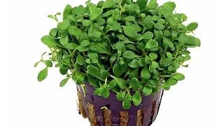 Planta acvariu Glossostigma Elatinoides Stoffels