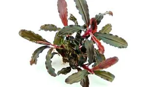 Planta acvariu Dennerle Bucephalandra sp. Red Scorpio