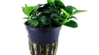 Planta acvariu Anubias barteri Petite Tropica