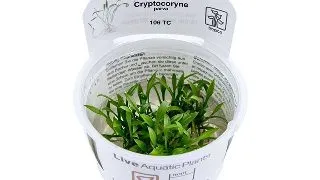Planta acvariu Cryptocoryne parva in vitro Tropica