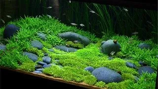 Planta acvariu Utricularia Graminifolia in vitro Tropica