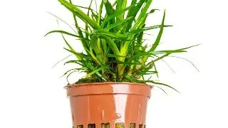 Planta acvariu Eriocaulon sp. 'Vietnam' Tropica