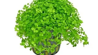 Planta acvariu Micranthemum tweediei Stoffels