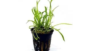 Planta acvariu Lilaeopsis brasiliensis Stoffels