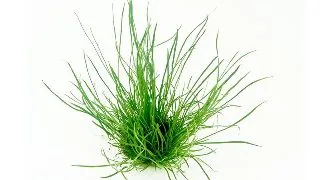 Dennerle Lilaeopsis mauritiana