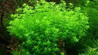 Planta acvariu Micranthemum Glomeratum Tropica