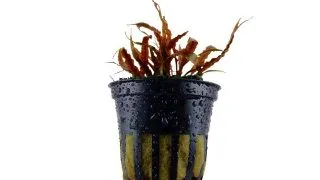 Planta acvariu Cryptocoryne Albida Brown Tropica