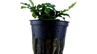 Planta acvariu Bucephalandra Pygmea Wavy Green Tropica
