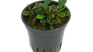 Planta acvariu Stoffels Bucephalandra sp. Mini Red