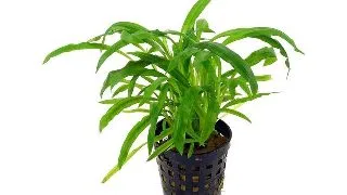 Planta acvariu Cryptocoryne Albida Stoffels