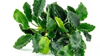 Planta acvariu Anubias barteri var. nana Kirin Dennerle