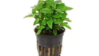 Planta acvariu Staurogyne Repens Stoffels