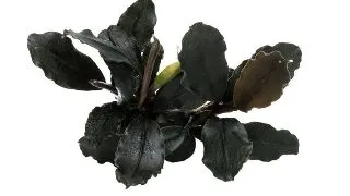 Planta acvariu Bucephalandra brownie Ghost Ulu Kapus Stoffels