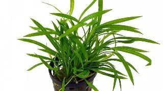 Planta acvariu Helanthium tenellum Stoffels
