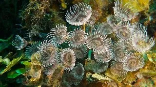 Bispira brunnea M