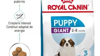 Royal Canin Giant Puppy hrana uscata caine junior etapa 1 de crestere, 3.5 kg
