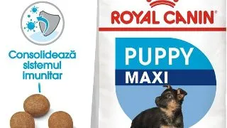 Royal Canin Maxi Puppy hrana uscata caine junior, 4 kg